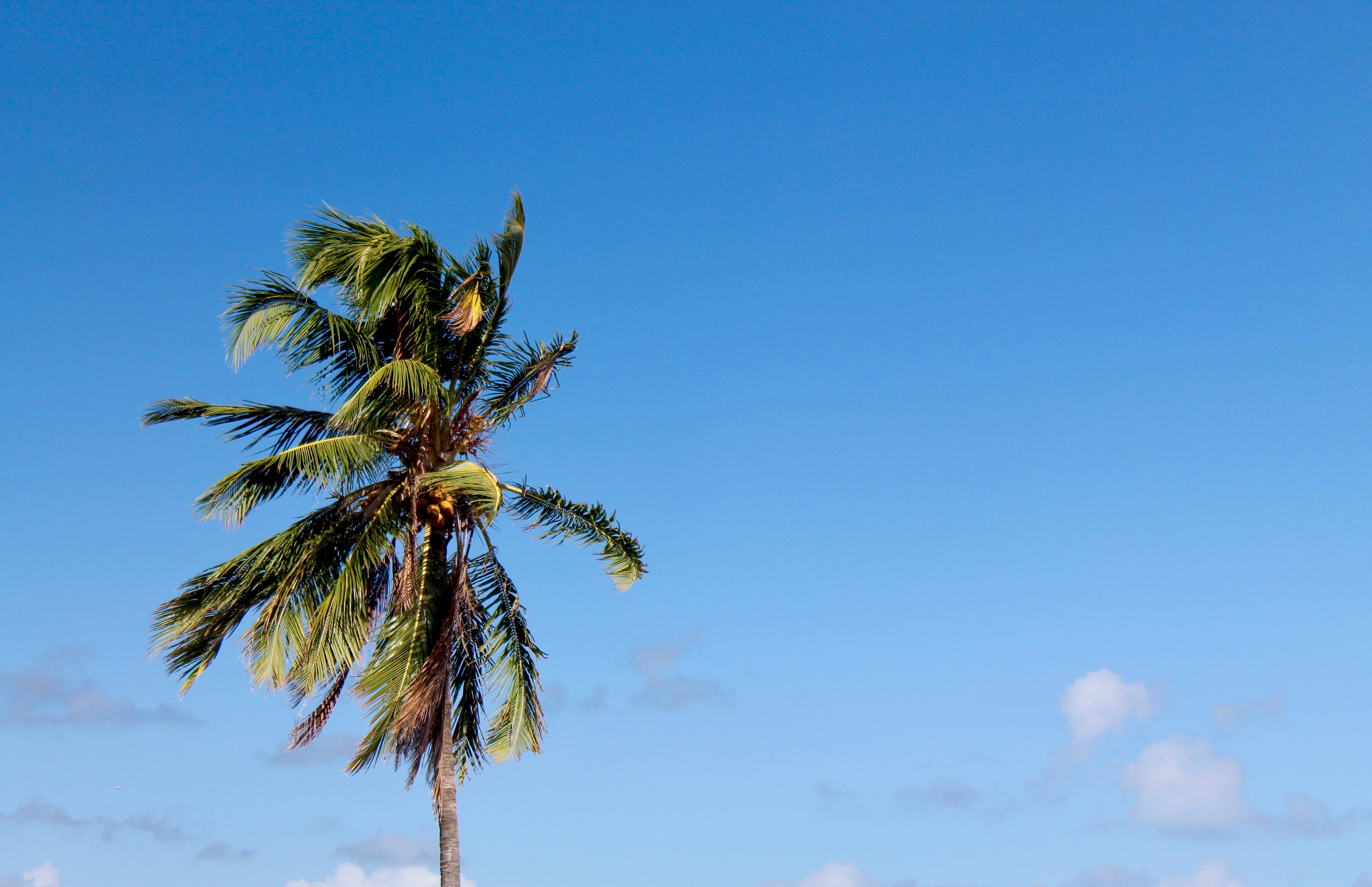 Eine Palme vor blauem Hintergrund